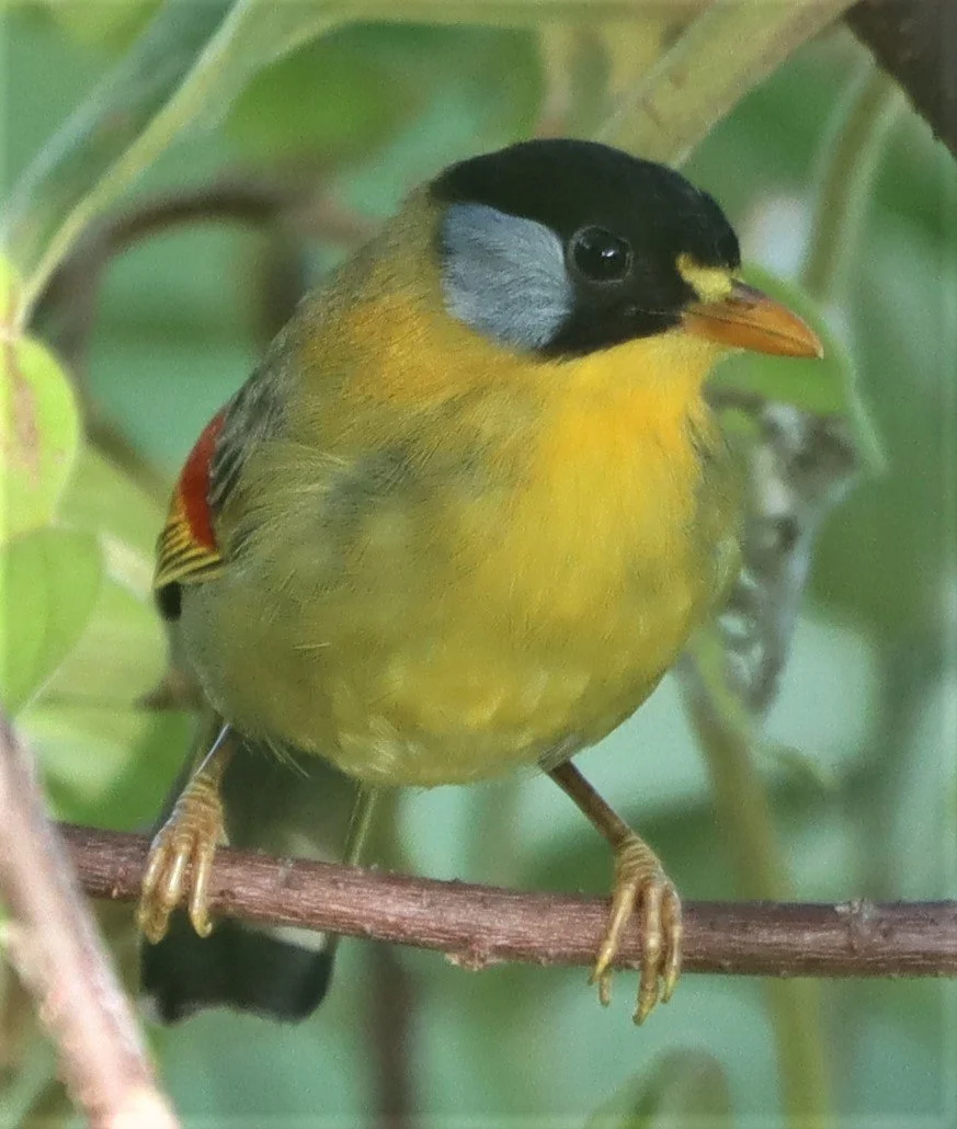 MESIA - SILVER-EARED MESIA - Leiothrix argentauris - DOI ANG KANG CHIANG MAI (9).jpg