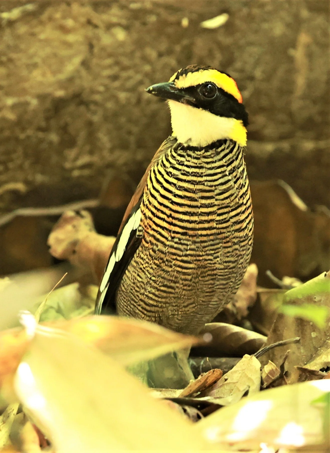 PITTA - Malayan banded pitta - Hydrornis irena - Si Phang Nga National Park, Thailand Feb 18-19, 2023 (55).jpg