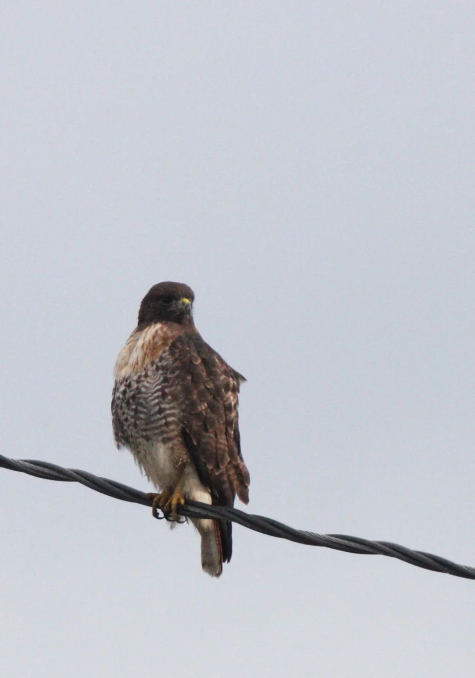 Buteo jamaicensis - RED-TAILED HAWK - JAMESTOWN WA (41).JPG