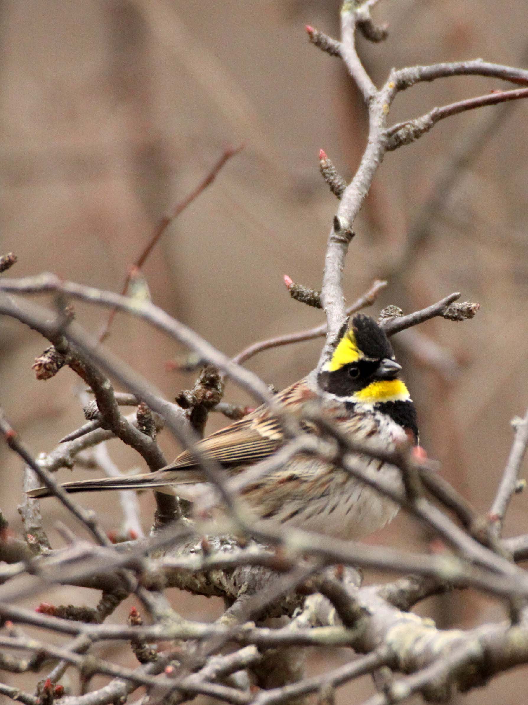 Yellow-throated Bunting (Emberiza elegans) Foping Nature Reserve Shanxi China (12).JPG