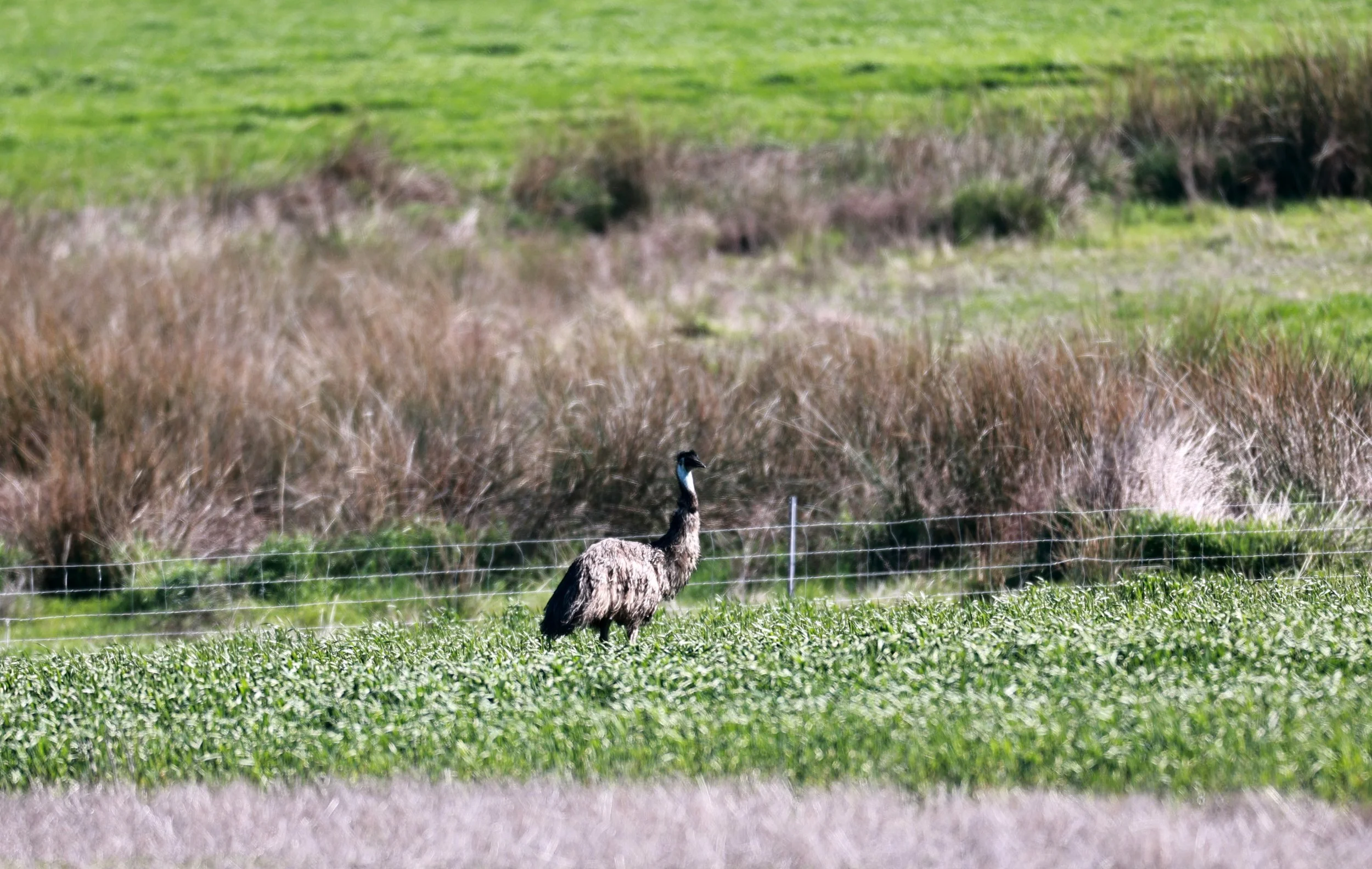Emu (Dromaius novaehollandiae) Stirling Range NP - Western Australia (46).jpg