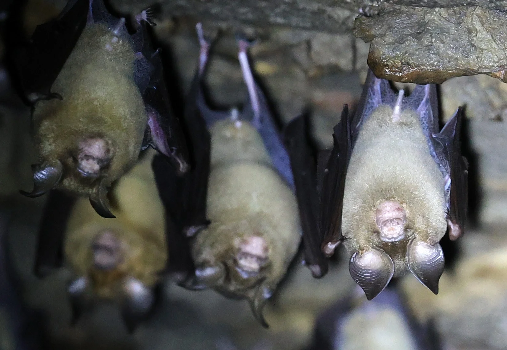 Horsfield’s Leaf-nosed Bat (Hipposideros larvatus) Wat Sa Nam Sai Temple Pak Chong Thailand (52).jpg