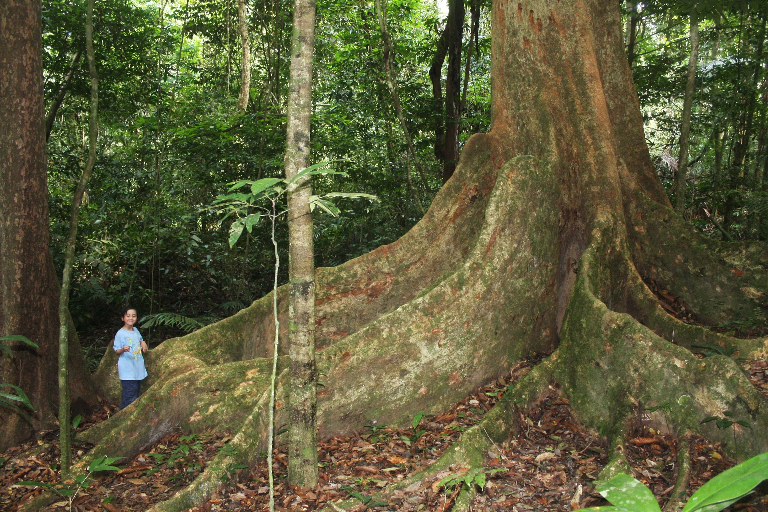 KRUNG CHIN NP THAILAND - FOREST GIANT (7).JPG