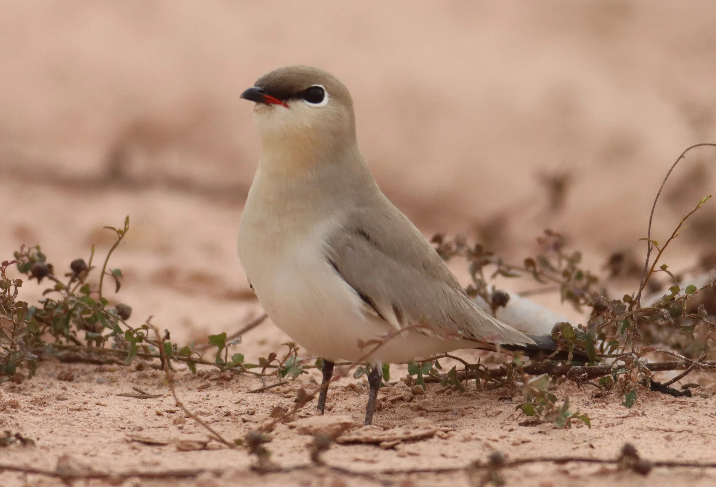 PRATINCOLE - SMALL PRATINCOLE - Glareola lactea - KABIN BURI WETLANDS 15KM OUT ON 304 (125).jpg