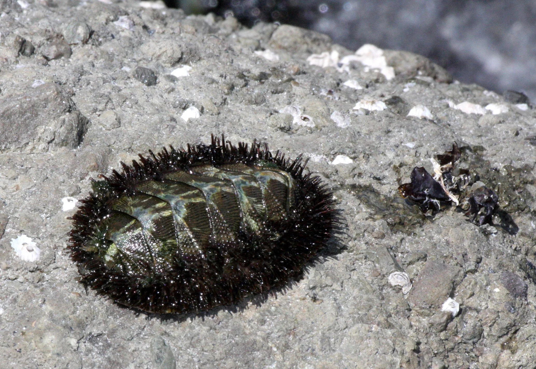INVERT - MARINE INTERTIDAL - MOLLUSCA - CHITON - MOSSY CHITON - MOPALIA MUSCOSA - SALT CREEK WA (2).JPG
