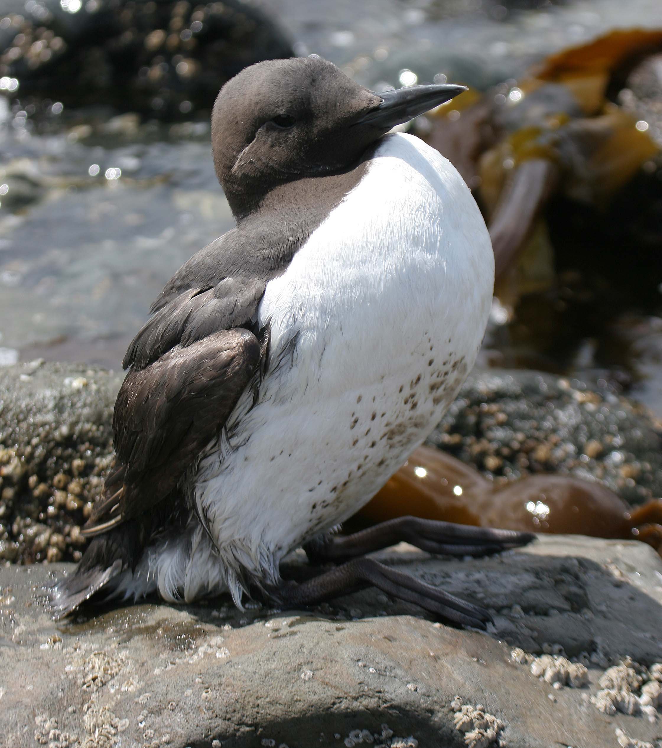 Uria aalge - COMMON MURRE - FRESHWATER BAY (3).jpg