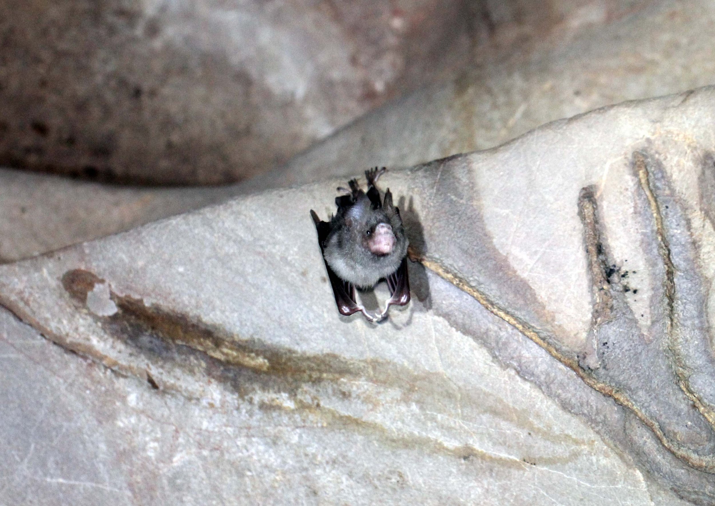 ROUNDLEAF BAT - CANTOR'S ROUNDLEAF BAT - Hipposideros galeritus -NAMTHALU, KHAO SOK NATIONAL PARK - SURATTHANI  (2).JPG