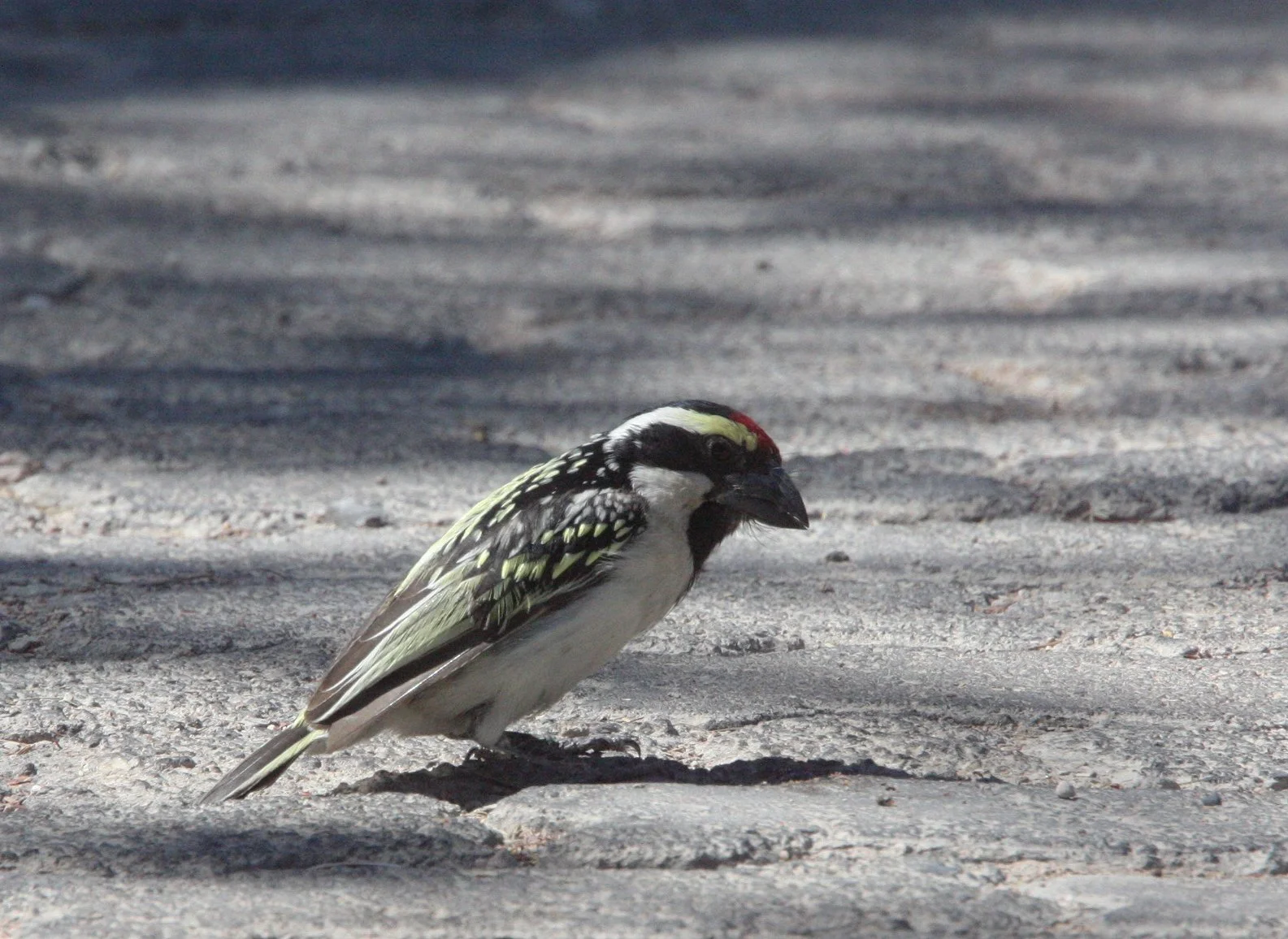 BARBET - ACACIA PIED BARBET - Tricholaema leucomelas - ETOSHA NATIONAL PARK NAMIBIA (7).JPG