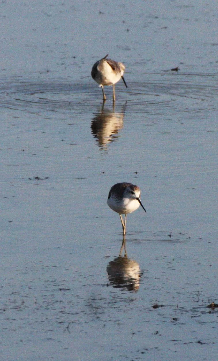 SANDPIPER - MARSH SANDPIPER - Tringa stagnalis - KHAO SAM ROI YOT THAILAND (2).JPG