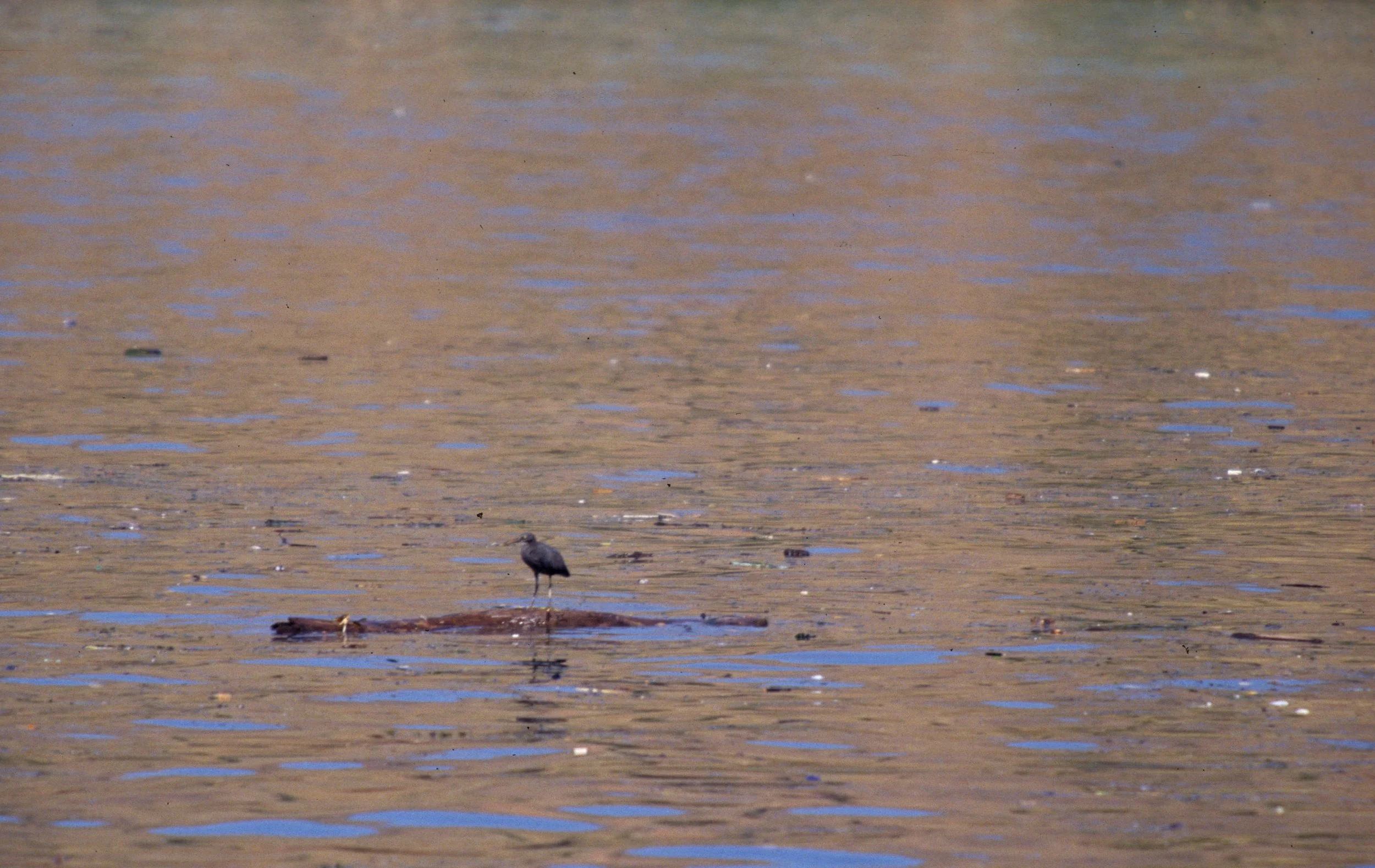 BIRD - HERON - REEF HERON SPECIES - KOMODO STRAITS.jpg