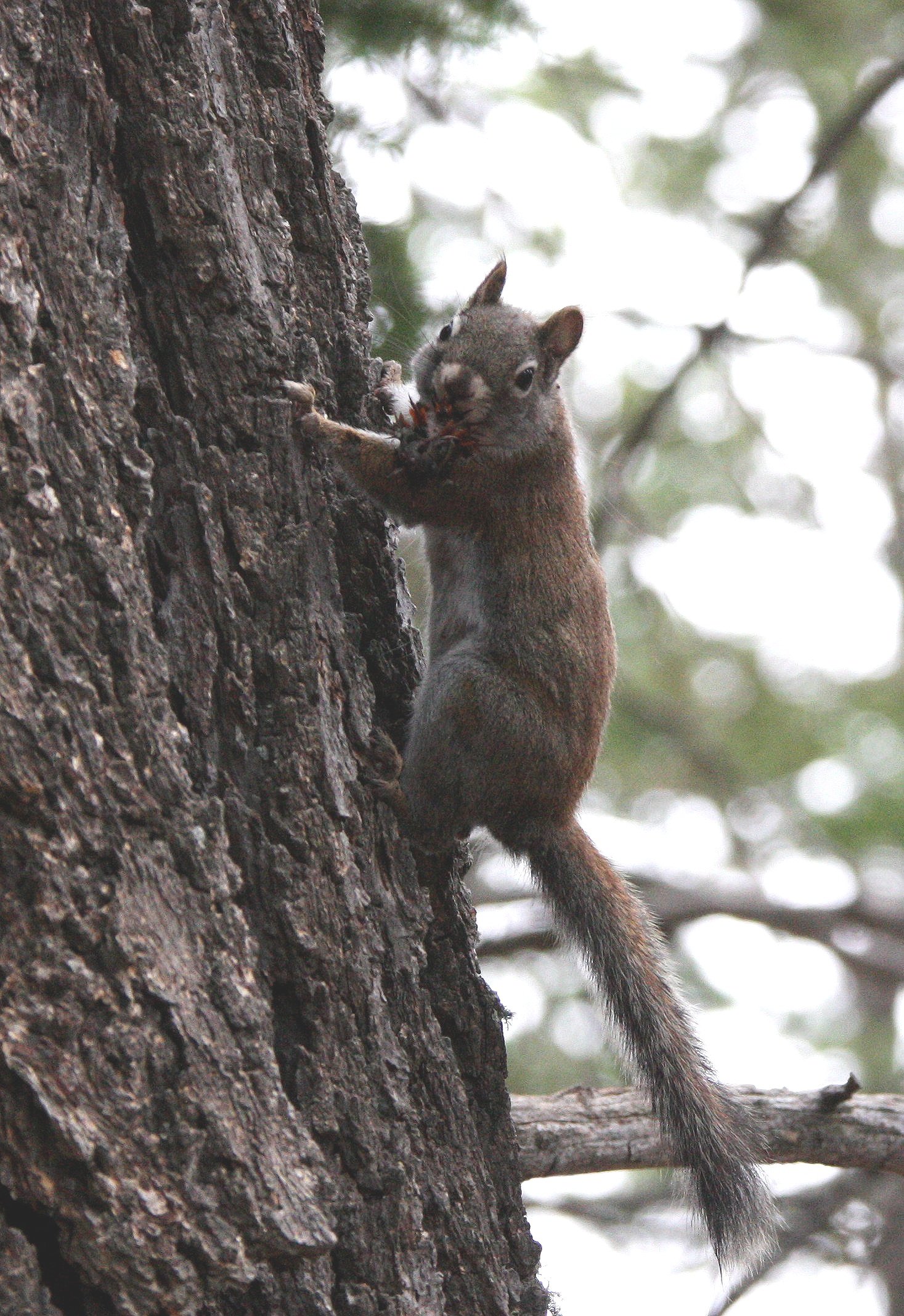 Tamiasciurus+hudsonicus+lychnuchus+-+SACRAMENTO+MOUNTAINS+RED+SQUIRREL+-+SACRAMENTO+MOUNTAINS+NEW+MEXICO+%285%29.jpg