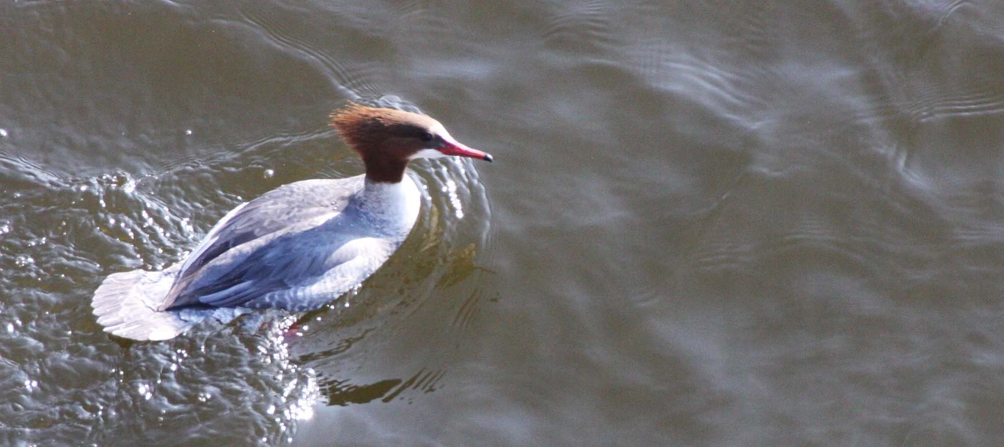 MERGANSER - SCALY-SIDED MERGANSER - Mergus squamatus -  SEOUL KOREA (4).JPG