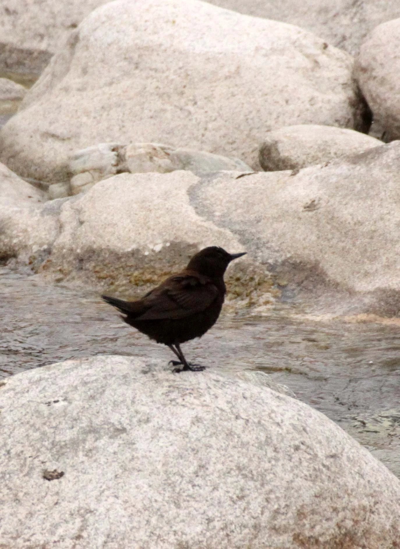 Brown dipper (Cinclus pallasii) Foping Nature Reserve Shaanxi China (6).JPG
