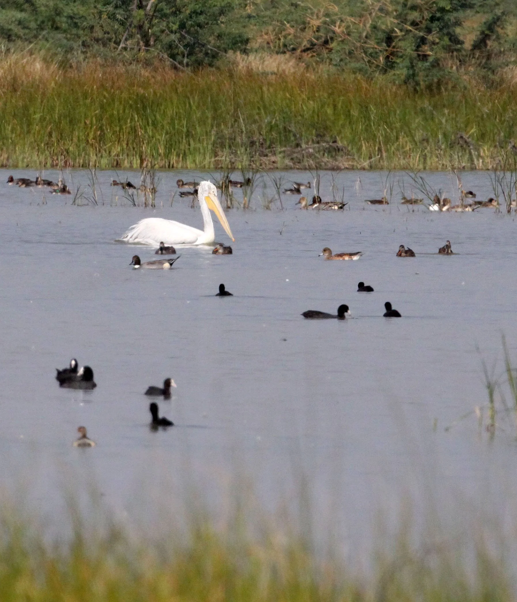 Pelecanus crispus - DALMATIAN PELICAN - BLACKBUCK NATIONAL PARK INDIA.JPG