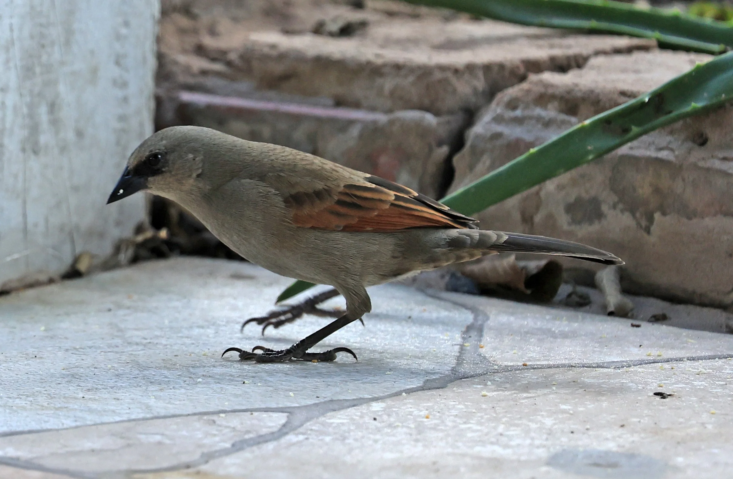 Grayish Baywing (Agelaioides badius) Hotel Campestre Iparoma Paraguay  (4).jpg