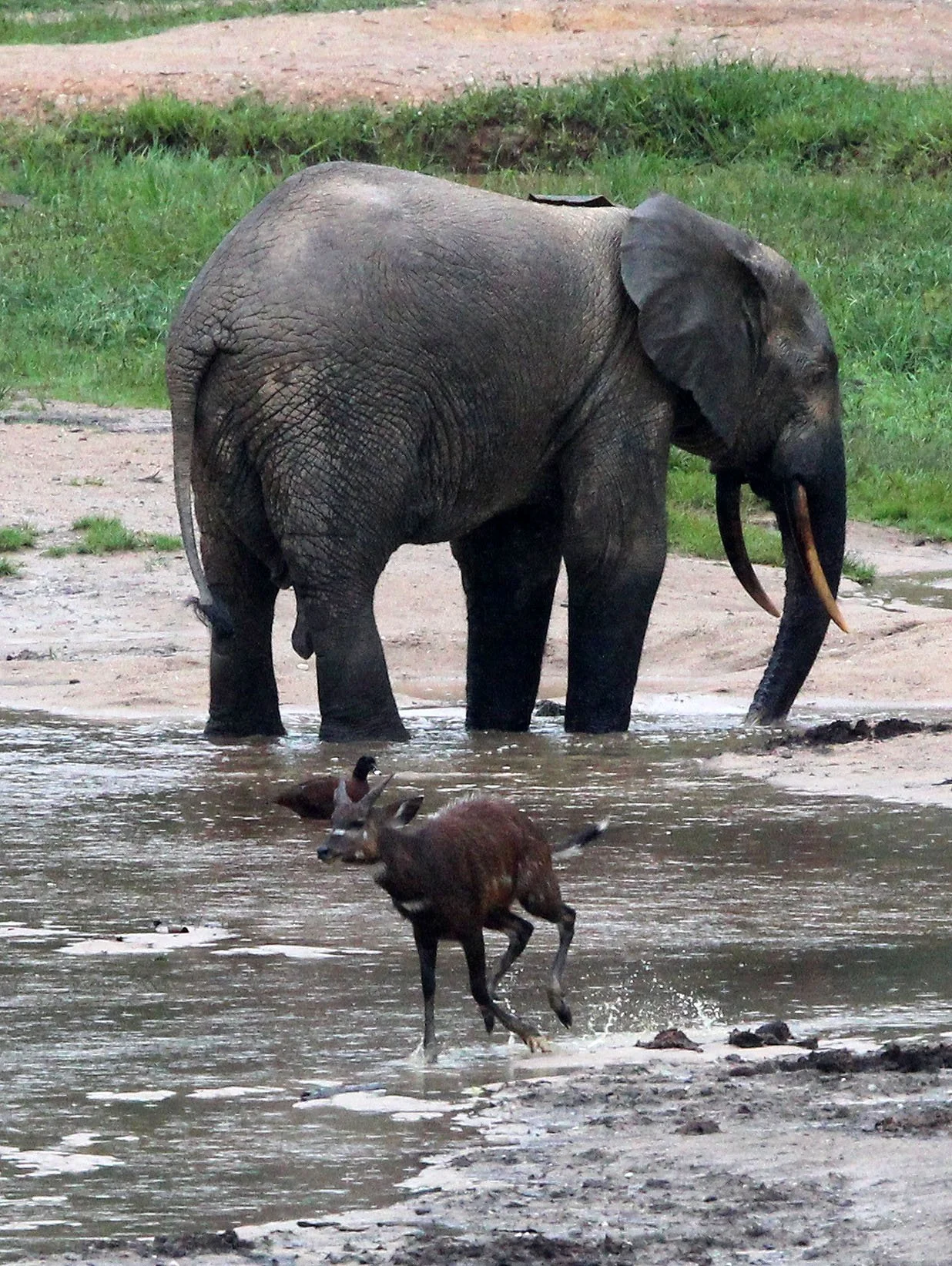 ELEPHANT - FOREST ELEPHANT - DZANGA BAI - DZANGA NDOKI NP CENTRAL AFRICAN REPUBLIC (63).JPG