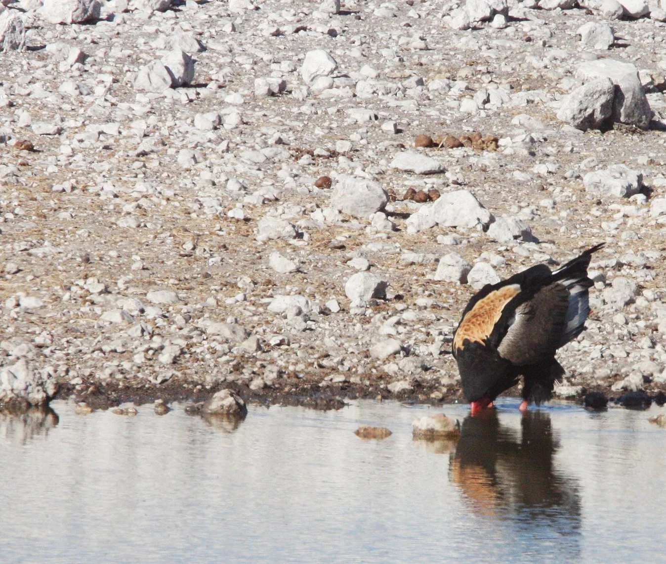 Terathopius ecaudatus - BATELEUR - ETOSHA NATIONAL PARK NAMIBIA (8).JPG