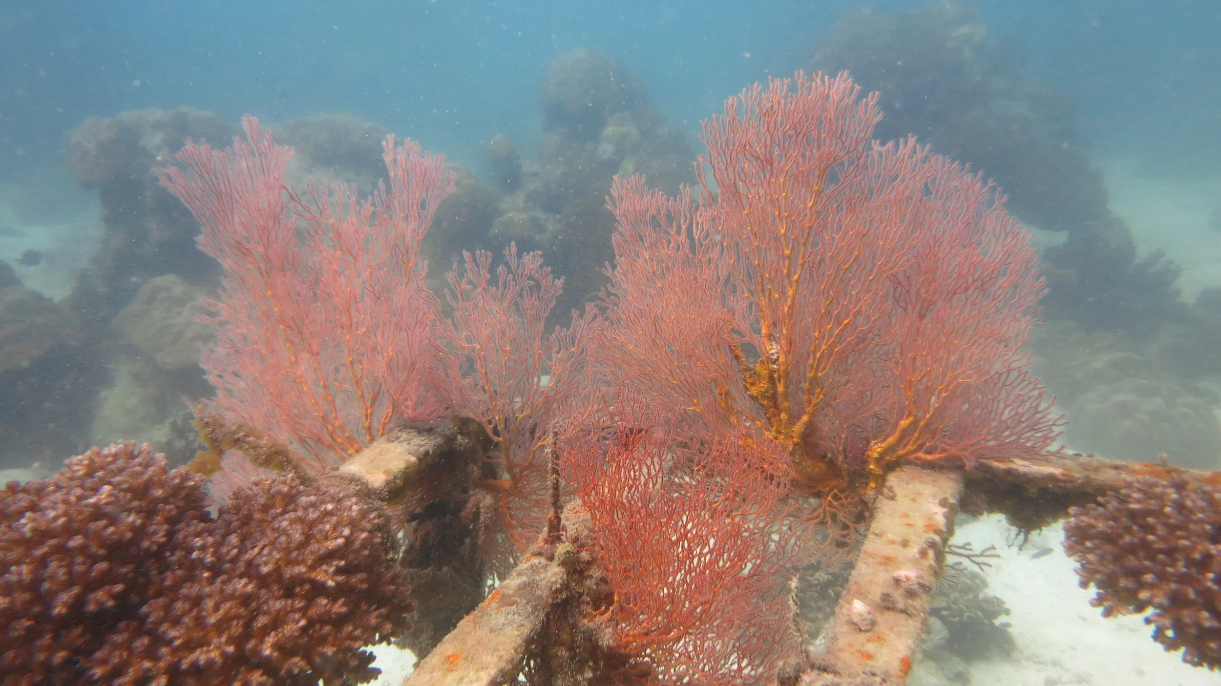 2016 BPS Satthahip Dive Trip with Marine Conservation Club (64).JPG