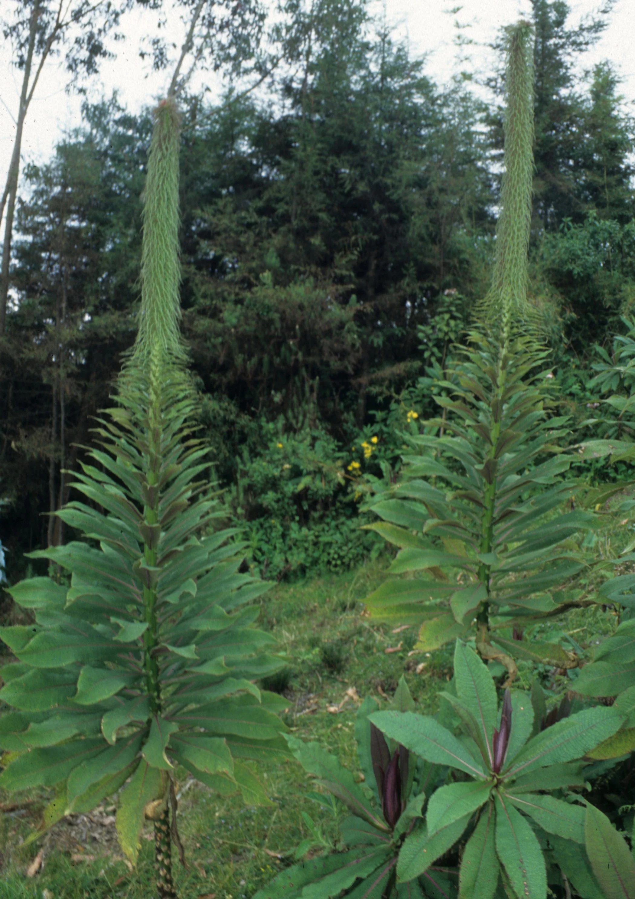 RWANDA - PLANTS - LOBELIA. D.jpg