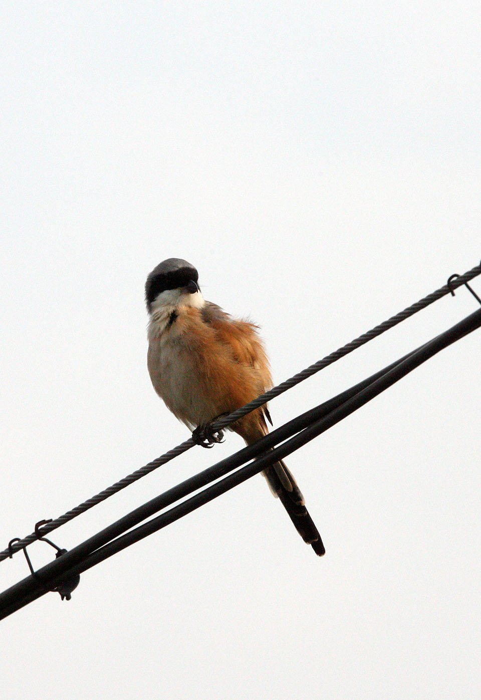 Long-tailed Shrike (Lanius schach) Poyang Lake Jiangxi Province China (15).JPG