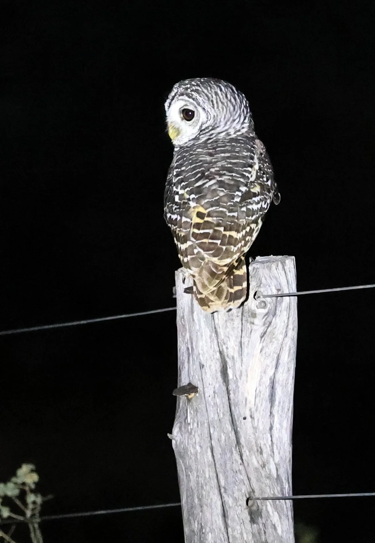 Chaco Owl (Strix chacoensis) Fortin Toledo Paraguay (6).jpg