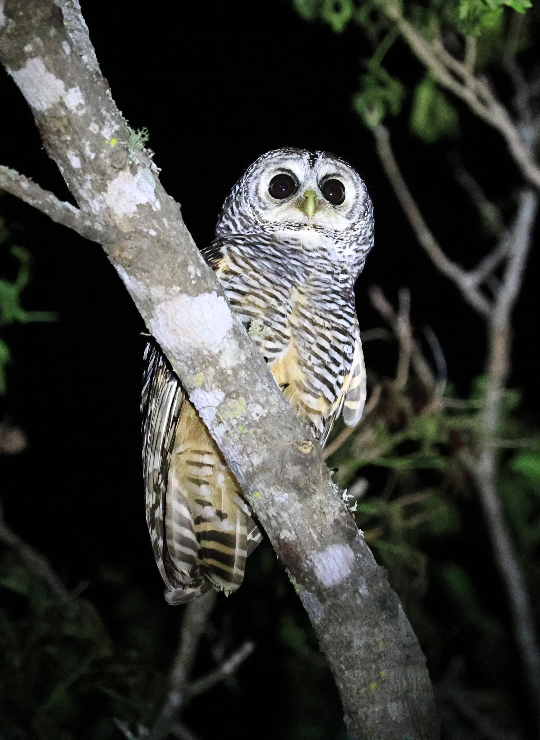 Chaco Owl (Strix chacoensis) Reserva Nueland  Selva Serena (44).jpg