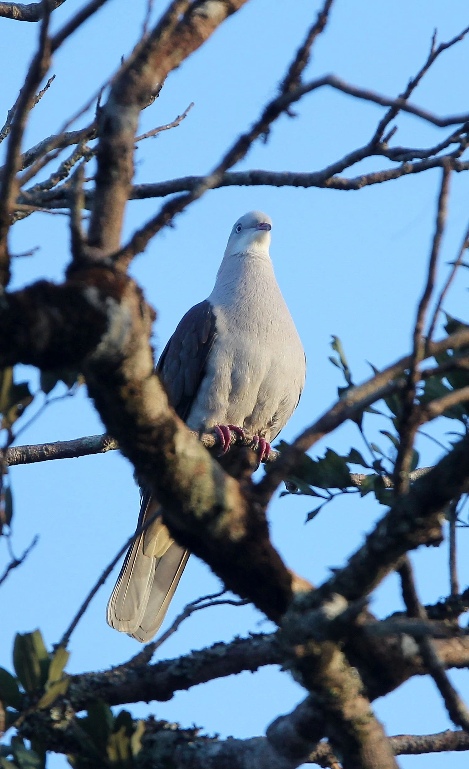 Mountain Imperial-Pigeon (Ducula badia) Kaeng Krachan NP Thailand (15).JPG