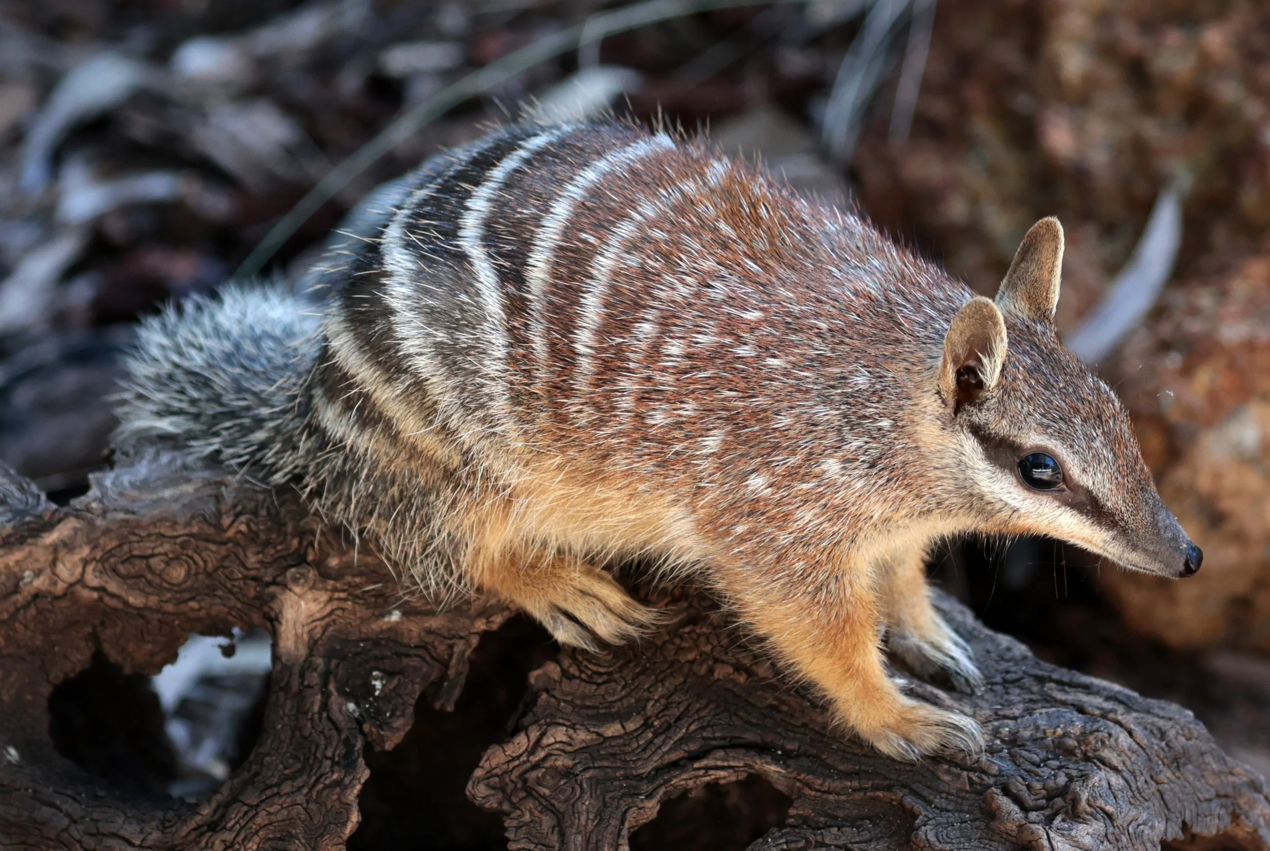 Numbat (Myrmecobius fasciatus) Dryandra NP - Western Australia 