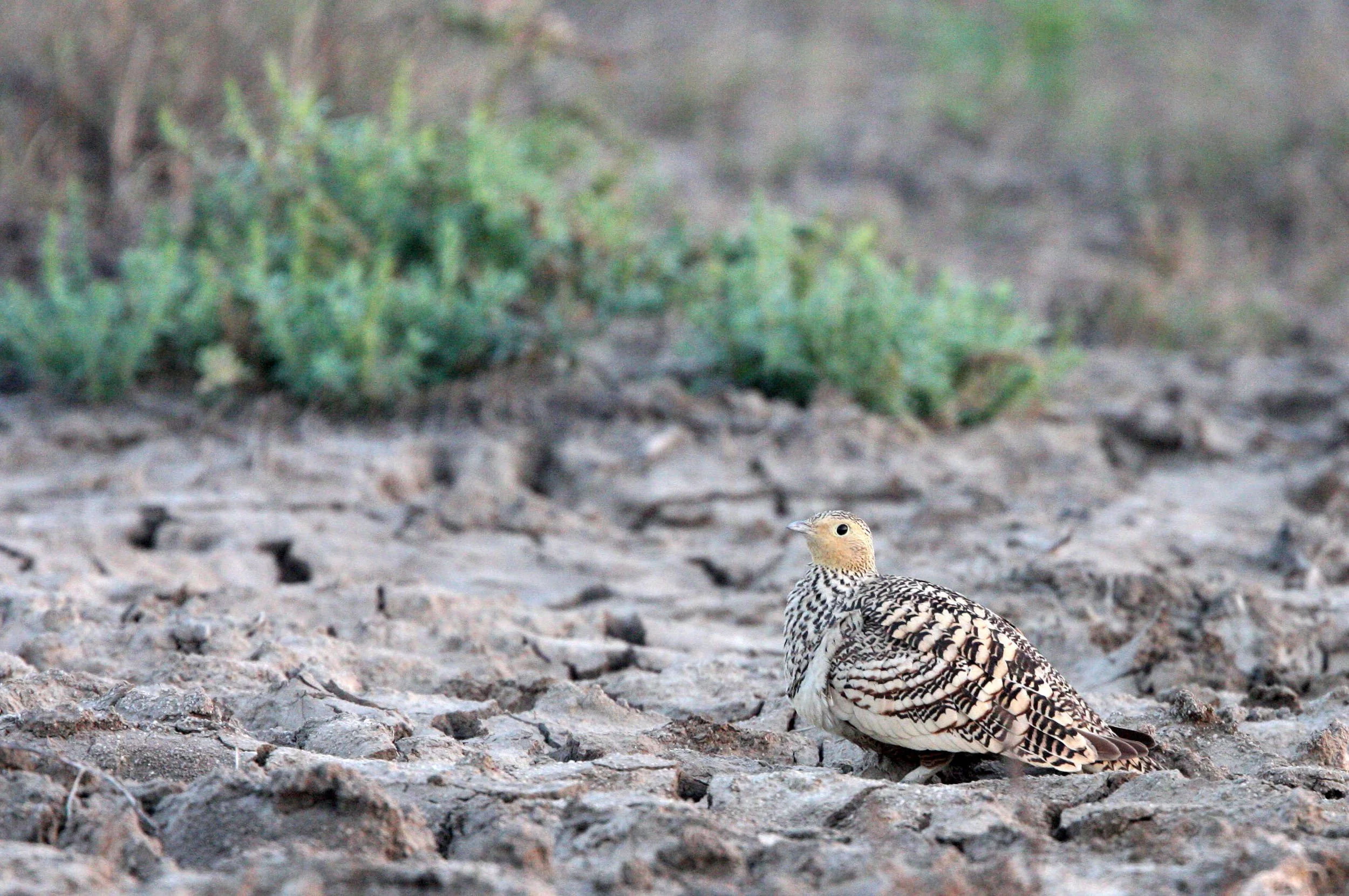 Chestnut-bellied Sandgrouse (Pterocles exustus) Little Rann of Kutch India (2).JPG