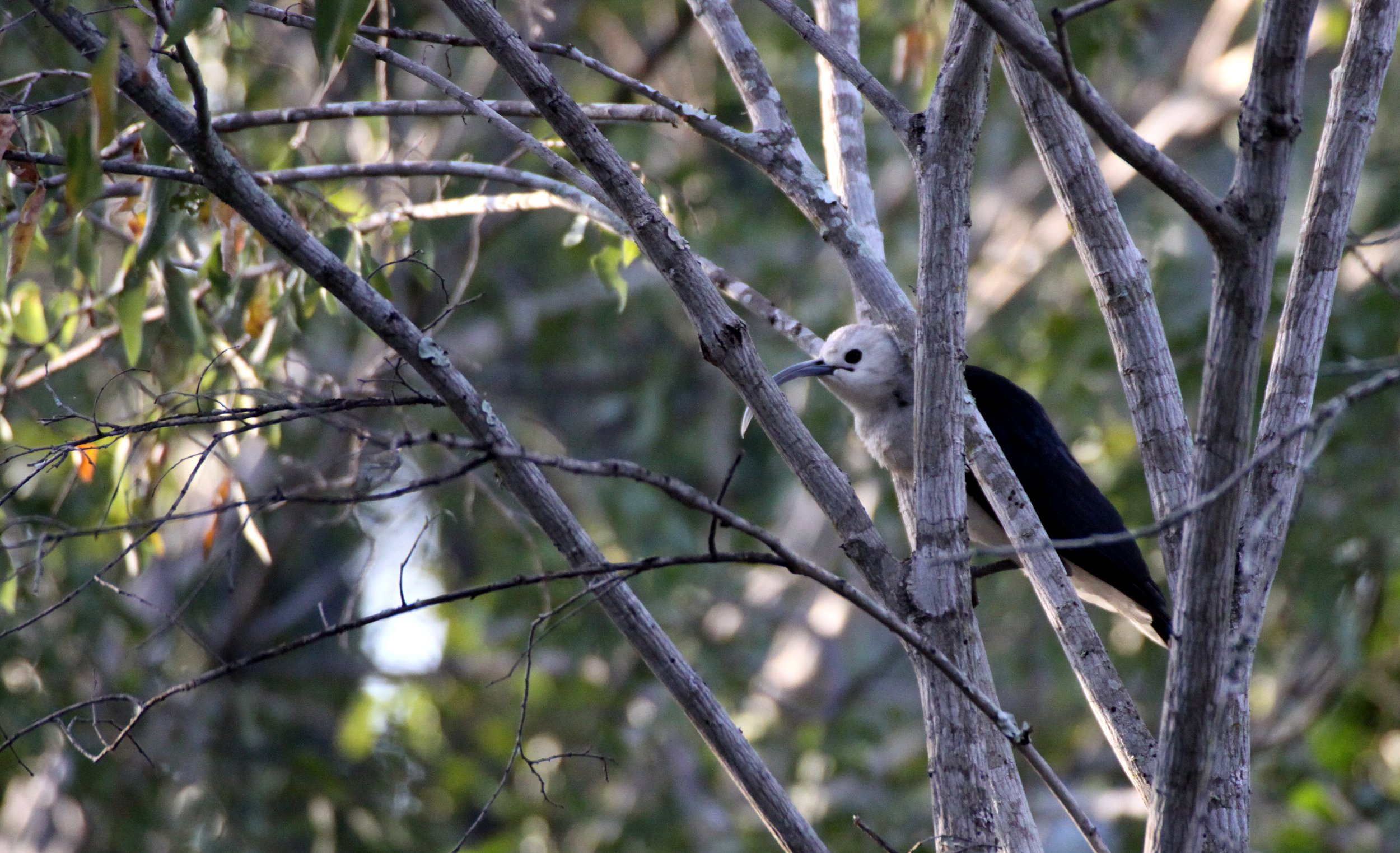 Falculea palliata - Sickle-billed Vanga - Berenty Reserve Madagascar (2).JPG