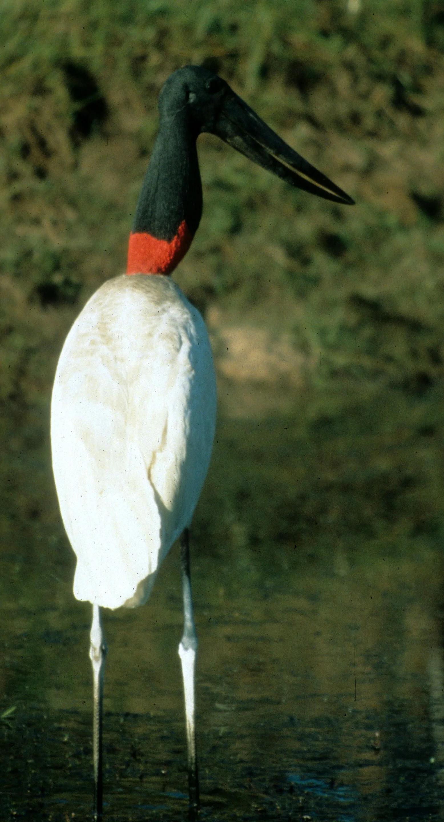 STORK - JABIRU - Jabiru mycteria - PANTANAL BRAZIL - MATTO GROSSO (7).jpg