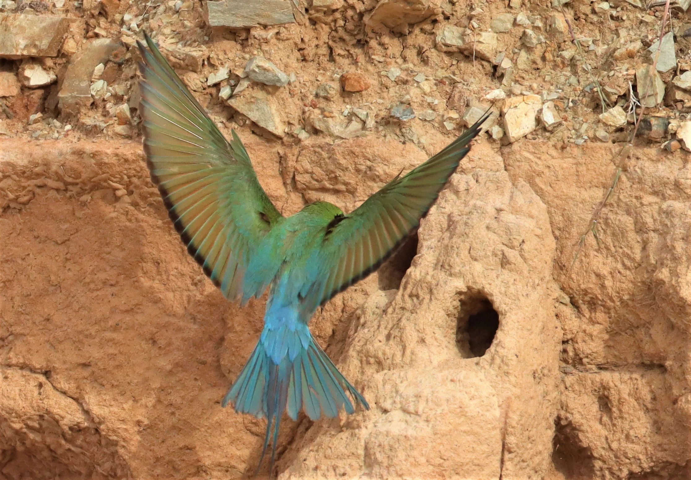 BEE EATER - BLUE-TAILED BEE-EATER - Merops philippinus - PETCHABURI OPEN QUARY AREA ON WAY TO BAAN MAKA (27).jpg
