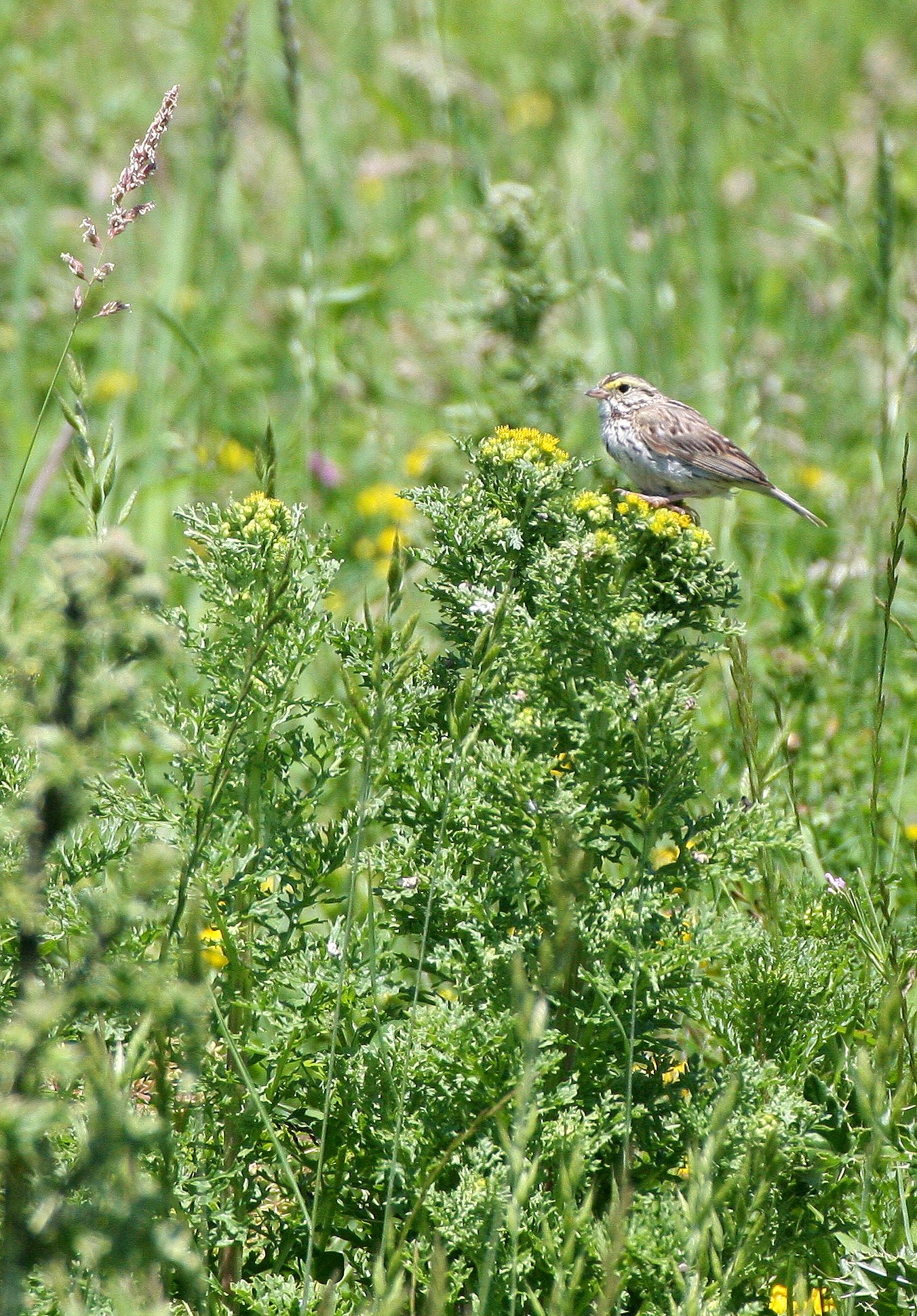 Savannah Sparrow (Passerculus sandwichensis) Ridgefield NWR Washington (3).JPG