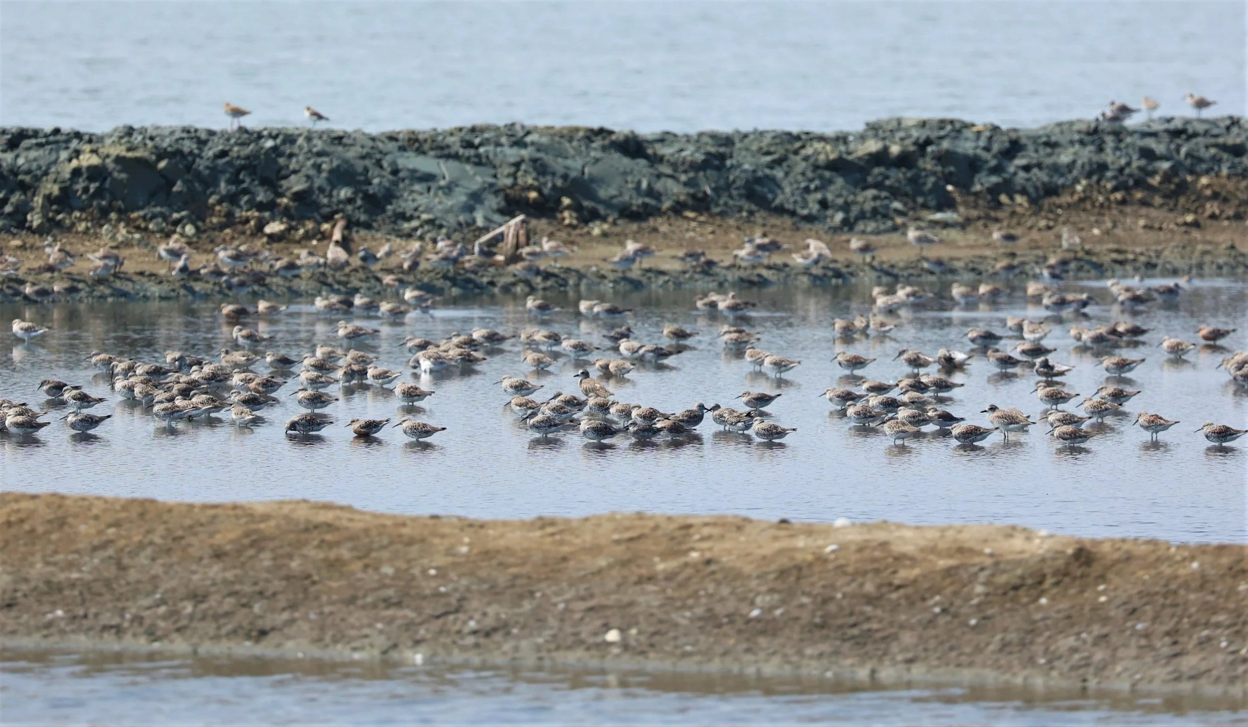 KNOT - GREAT KNOTS - Calidris tenuirostris -WITH RED KNOTS - PAK THALE SALT PONDS MARCH 2022 (1).jpg
