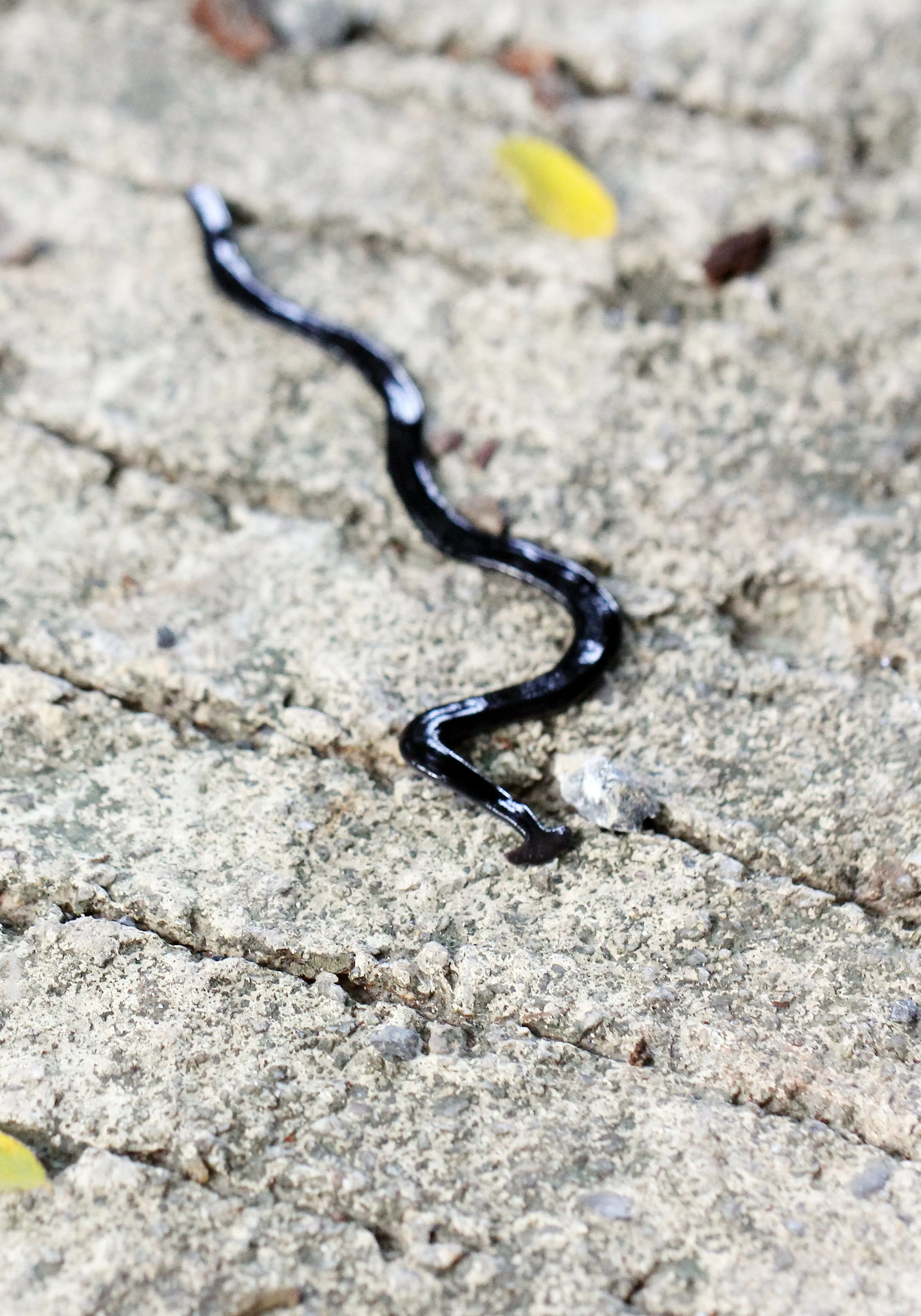 2015 Koh Lanta October Break Trip  (124).JPG