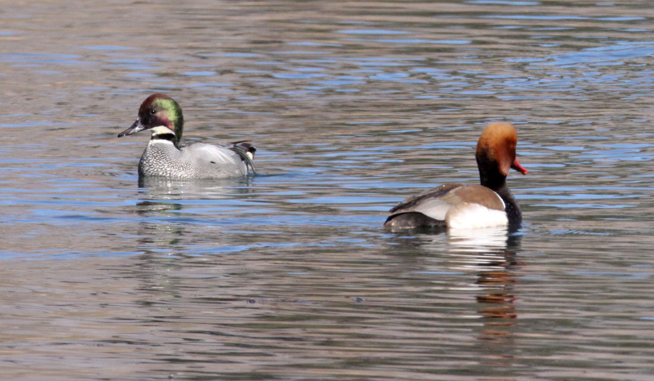 TEAL - FALCATED DUCK (TEAL) - Mareca falcata - WITH RED-CRESTED POCHARD (Netta rufina) - CAO HAI WETLANDS PARK YUNNAN CHINA (20).JPG