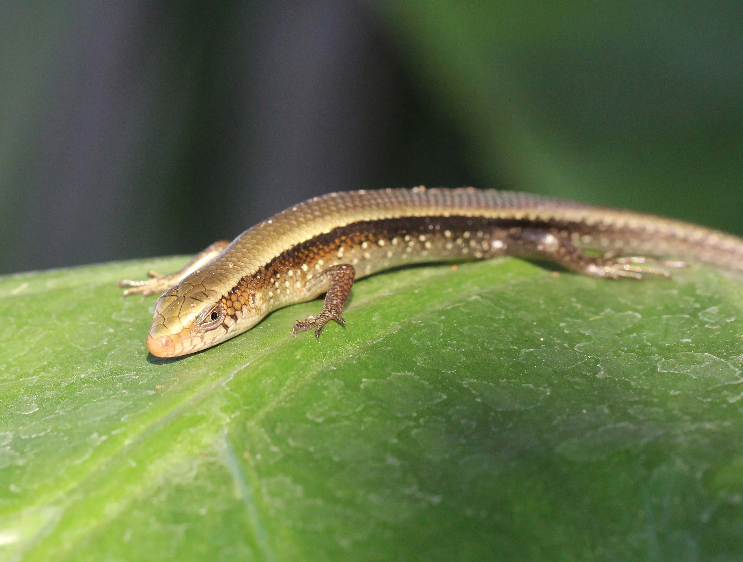 2013 Nonthaburi Setthasiri House and Nonthaburi Neighborhood (186).JPG