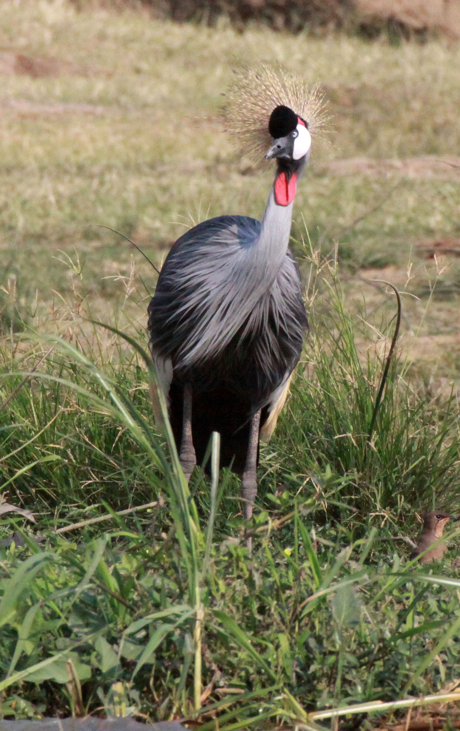 Balearica regulorum - GREY CROWNED CRANE - QUEEN ELIZABETH NP UGANDA (38).JPG