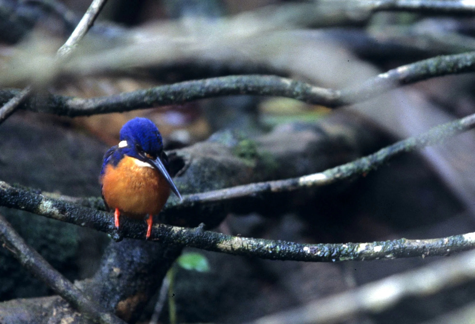 BIRD - KINGFISHER - AZURE KINGFISHER - DAINTREE RAINFOREST A.jpg