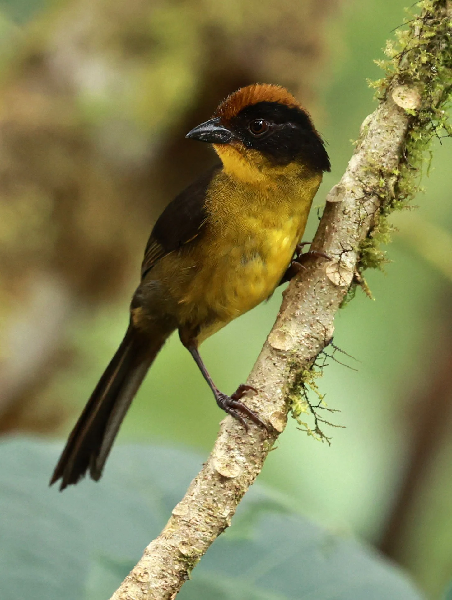 Choco or Dusky Brushfinch (Atlapetes crassus) Bellavista Cloud Forest Lodge, Ecuador (18).jpg