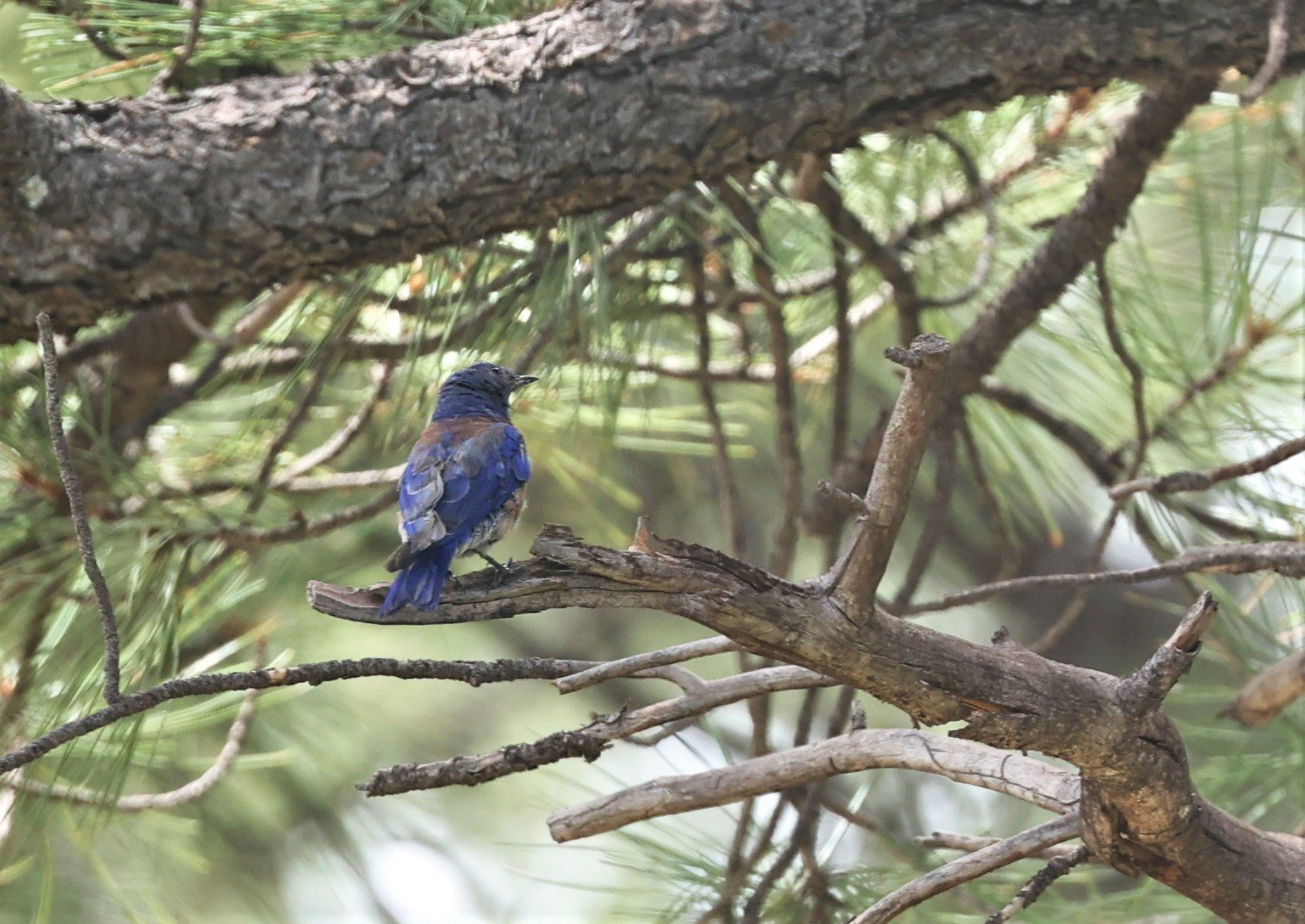 Western Bluebird (Sialia mexicana) Flagstaff Arboretum Arizona (7).jpg