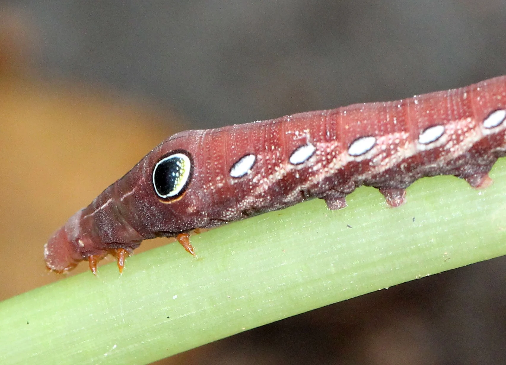 KOH LANTA JULY 2016KOH LANTA JULY 2016_9210.JPG