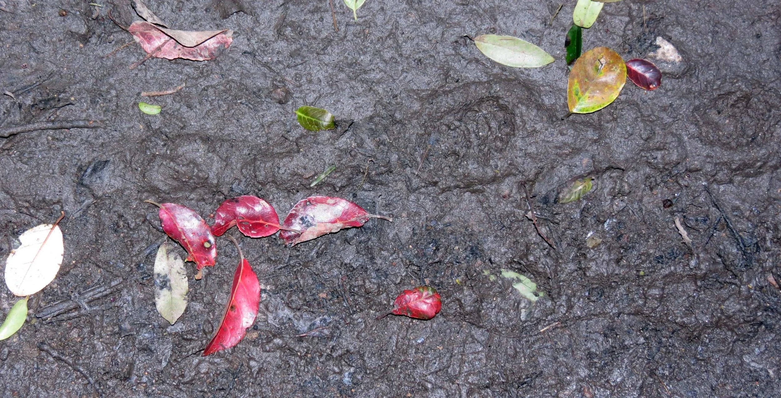 PAMPADUM SHOLA NATIONAL PARK INDIA - VATTAVADA (30).JPG