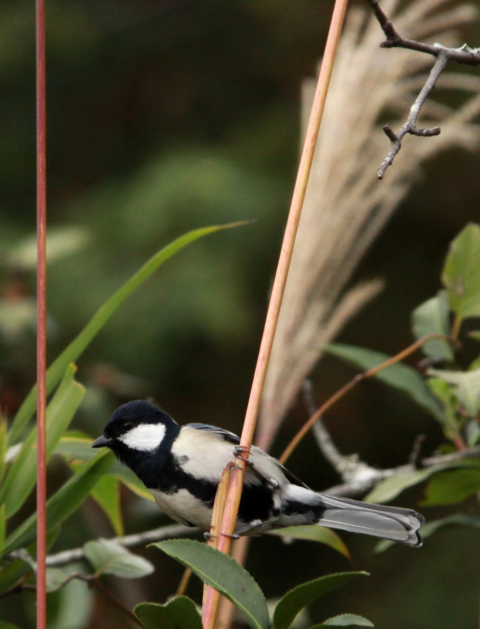 Cinereous Tit (Parus cinereus) Fujian China (8).JPG