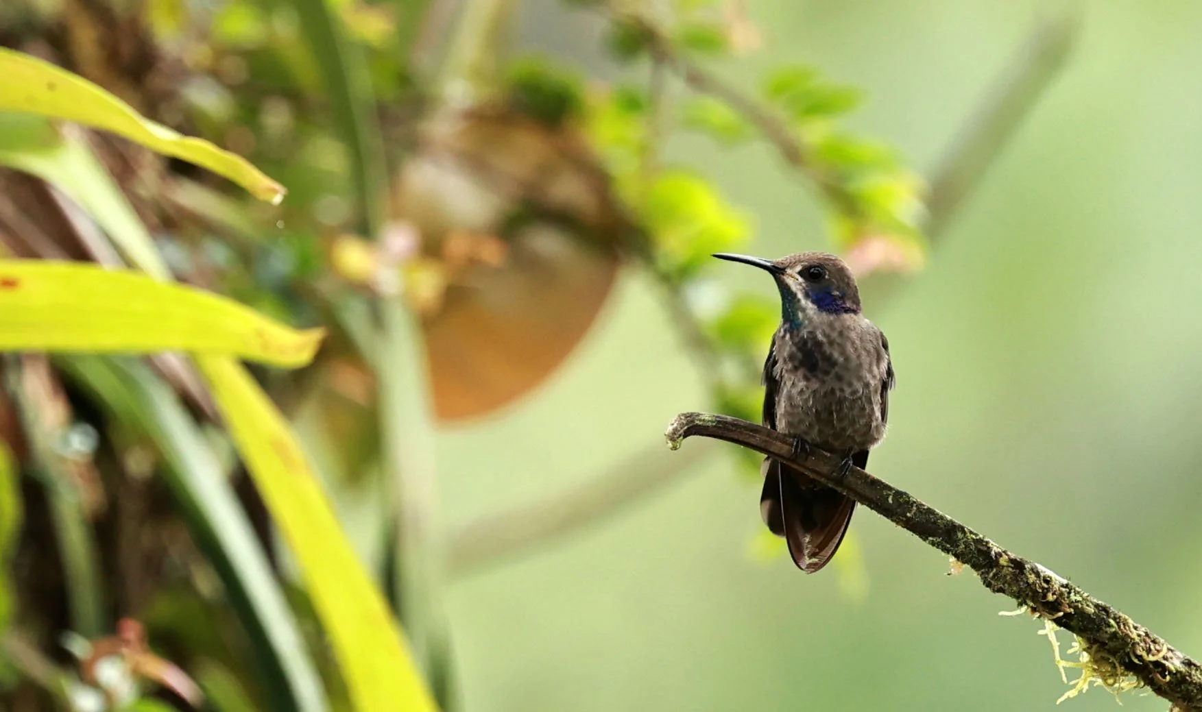Genus Colibri Ecuador — Coke Smith Wildlife