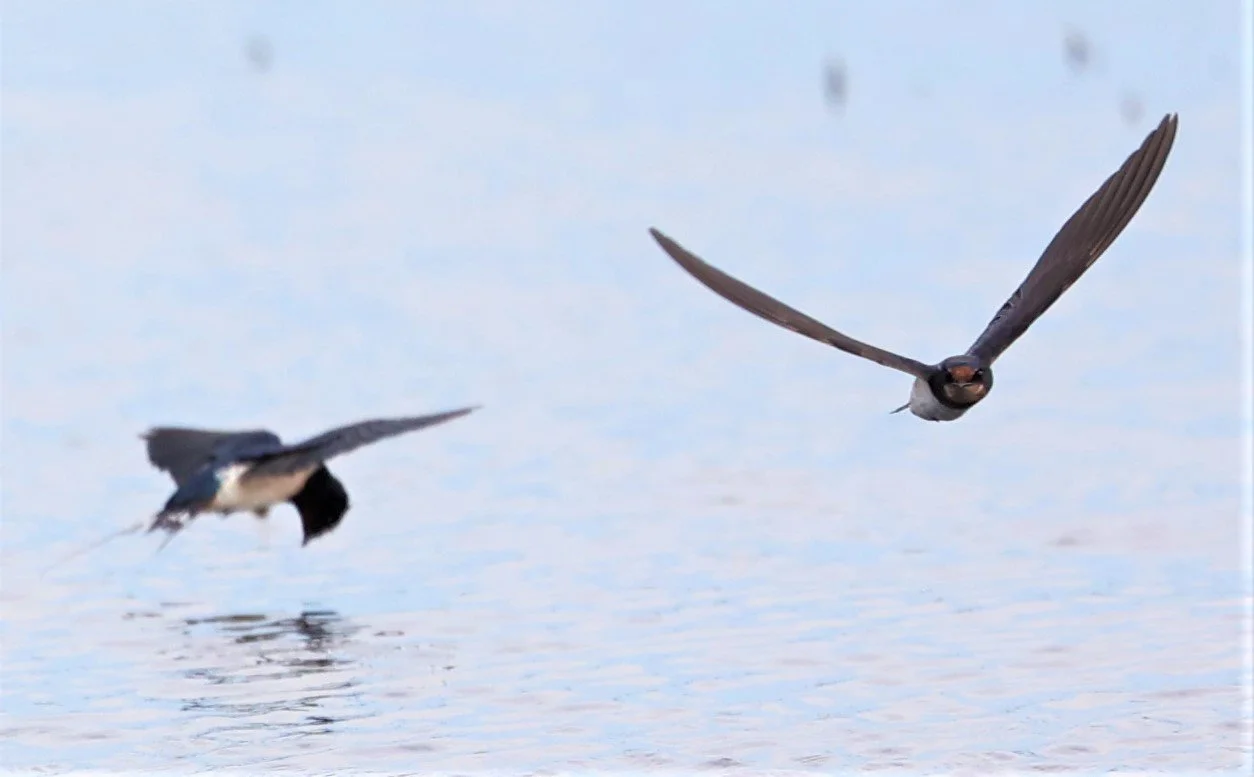 Barn Swallow (Hirundo rustica) Thap Yao Rice Fields Lat Krabang Bangkok (57).jpg