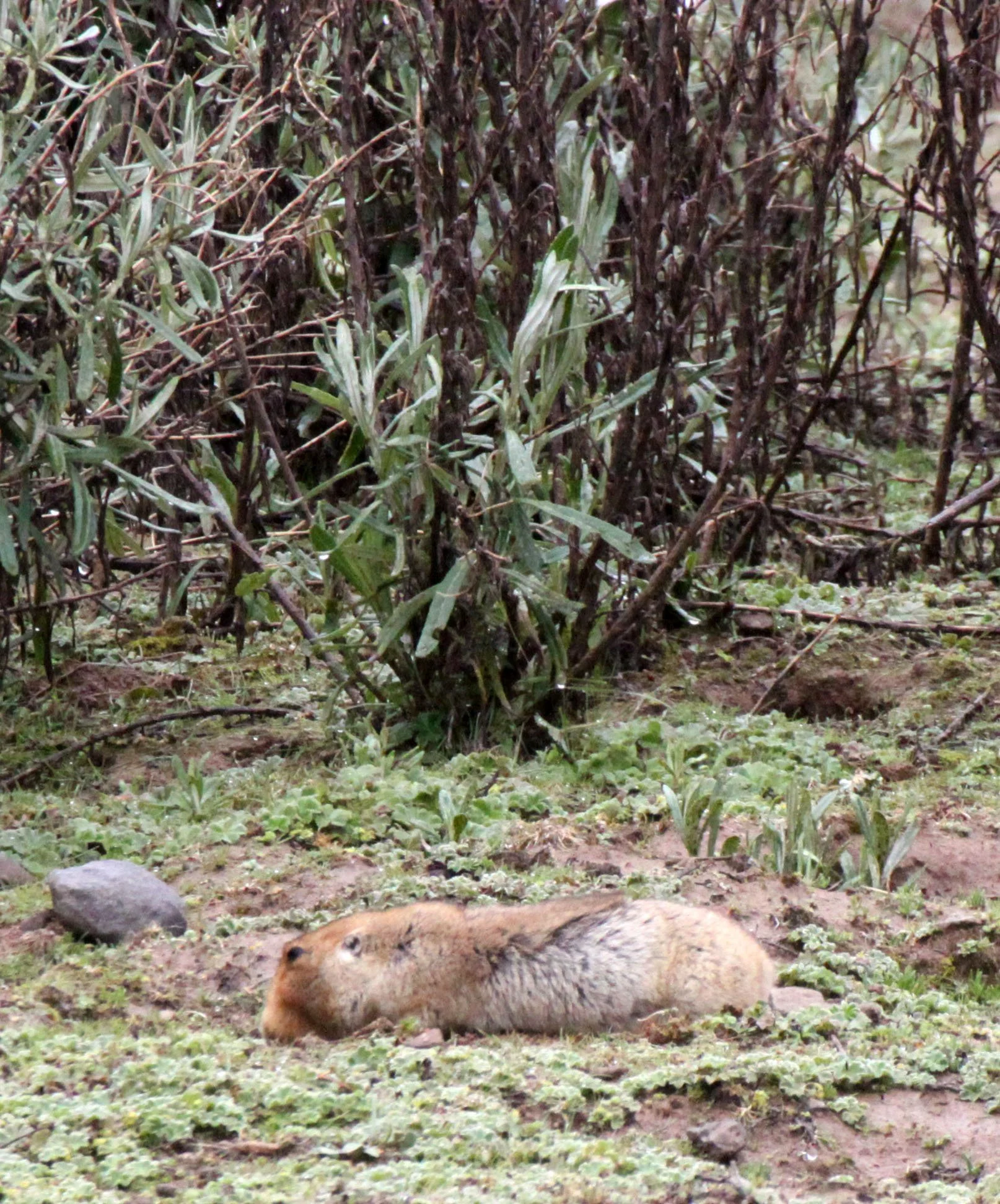 Spalax giganteus - GIANT MOLE RAT - BALE MOUNTAINS NATIONAL PARK ETHIOPIA (49).JPG