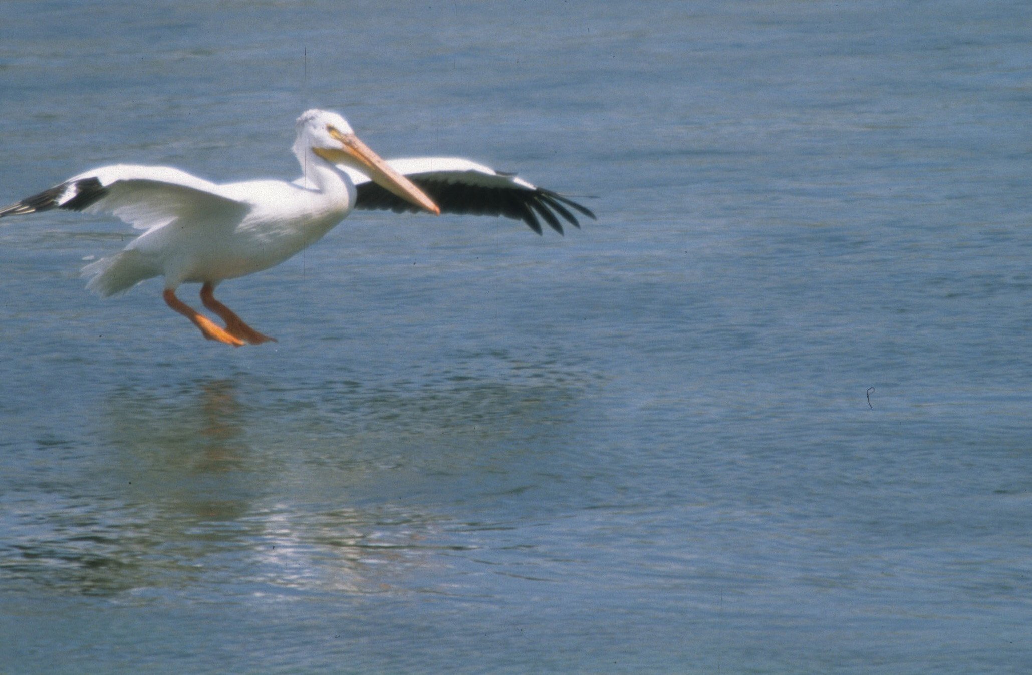 Pelecanus erythrorhynchos - AMERICAN WHITE PELICAN - WYOMING (2).jpg