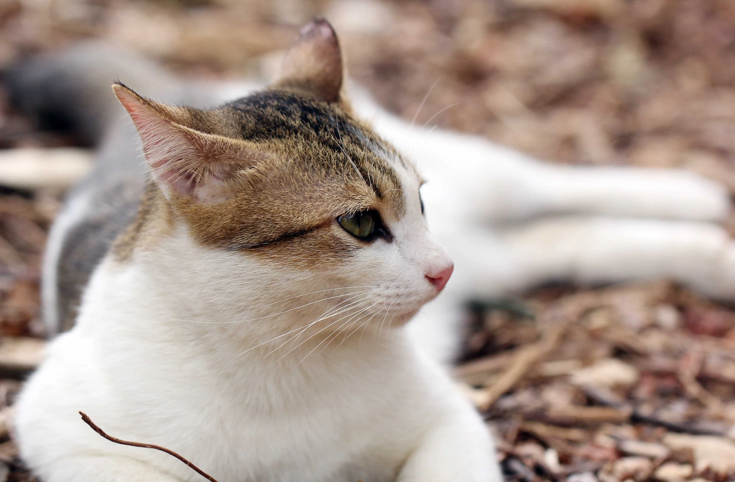 2015 Koh Lanta Songkran with friends from ISB (439).JPG