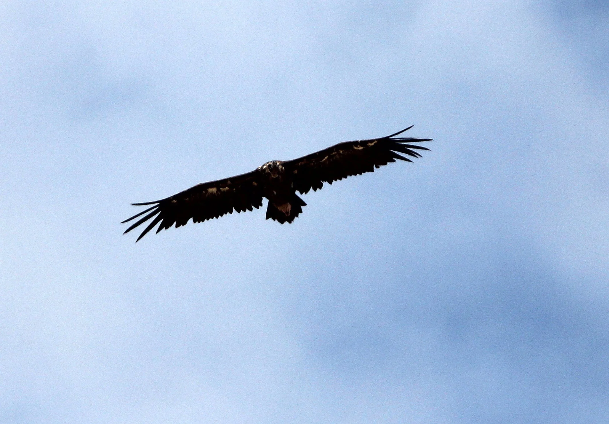Aegypius monachus - CINEREOUS (BLACK) VULTURE - MALPARTIDA & MIRABELA GRASSLANDS SPAIN (8).JPG